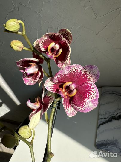 Орхидея фаленопсис Dream diamond