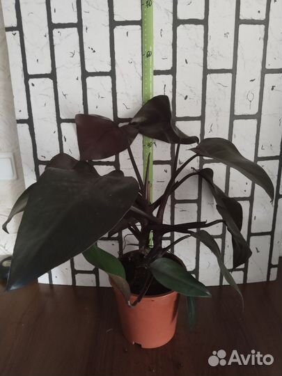 Филодендрон Нью Ред