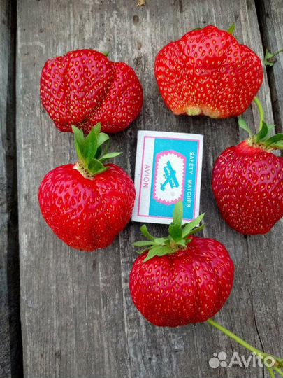 Рассада клубники земляники земклуники