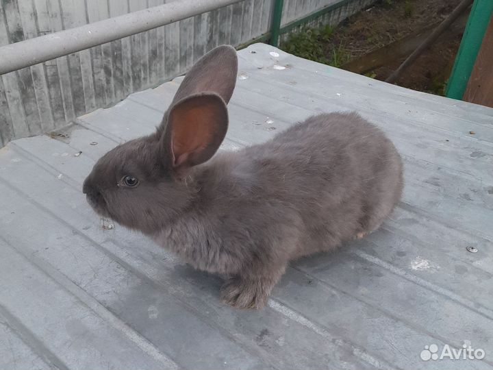 Немецкий Пестрый Великан. Строкач, Бабчка