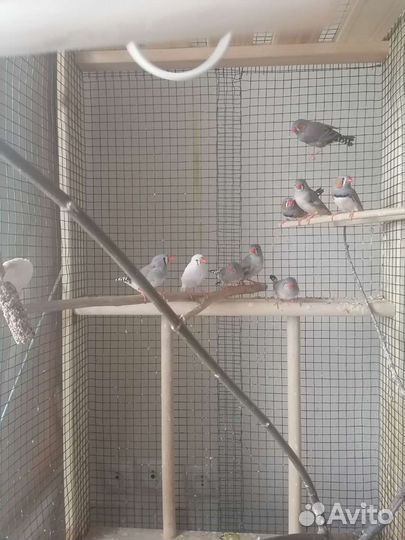 Зебровые амадины