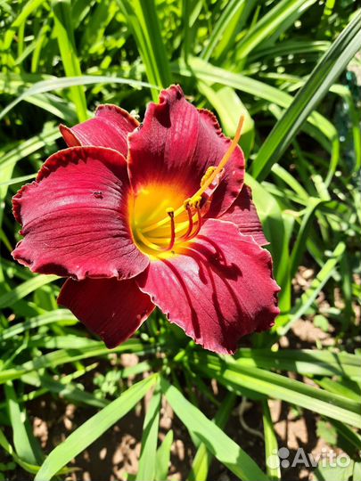 Черная малина