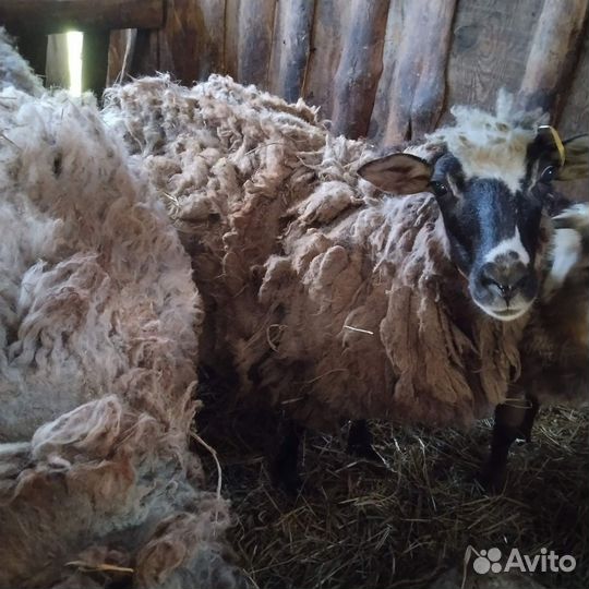 Овцы