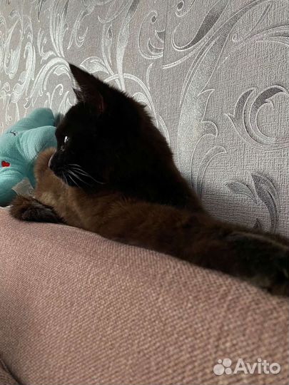 Котята в добрые