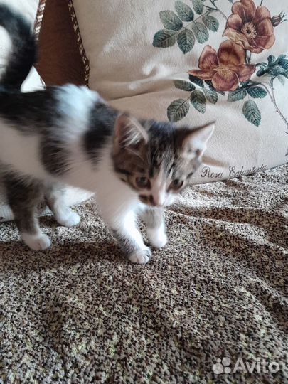 Котик в добрые руки