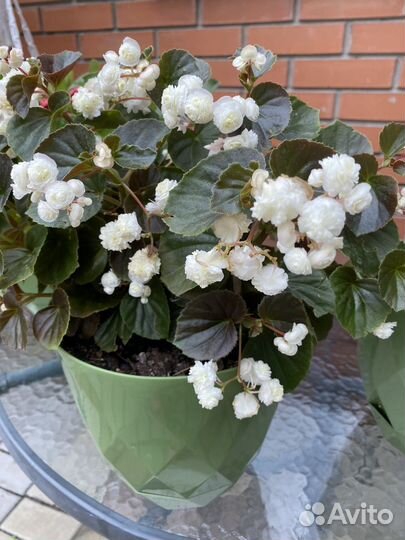 Бегония вечноцветущая махровая