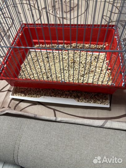 Попугай, крыса