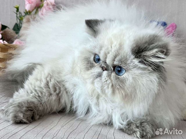 Персидский мальчик купить в Москве | Животные и зоотовары | Авито