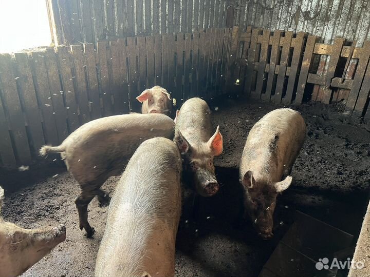 Домашняя свинья