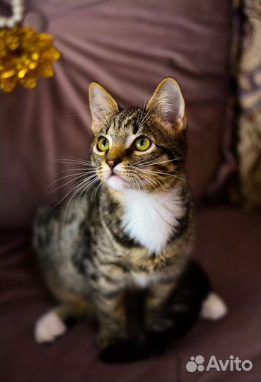 Котята мальчики 3,5 месяца