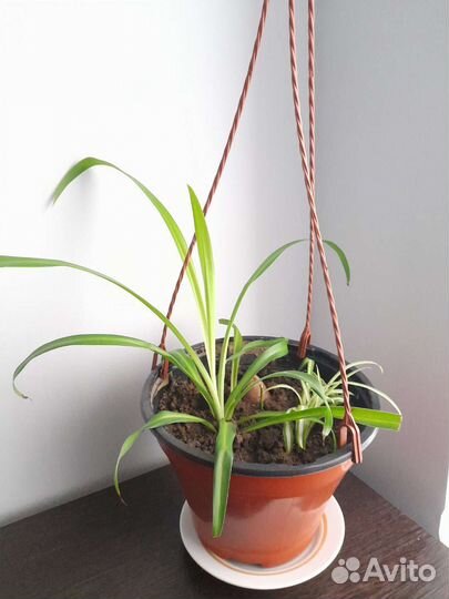 Цветы комнатные фикус алое хлорофитум