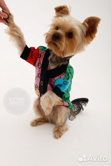 Кофта для собак Gucci