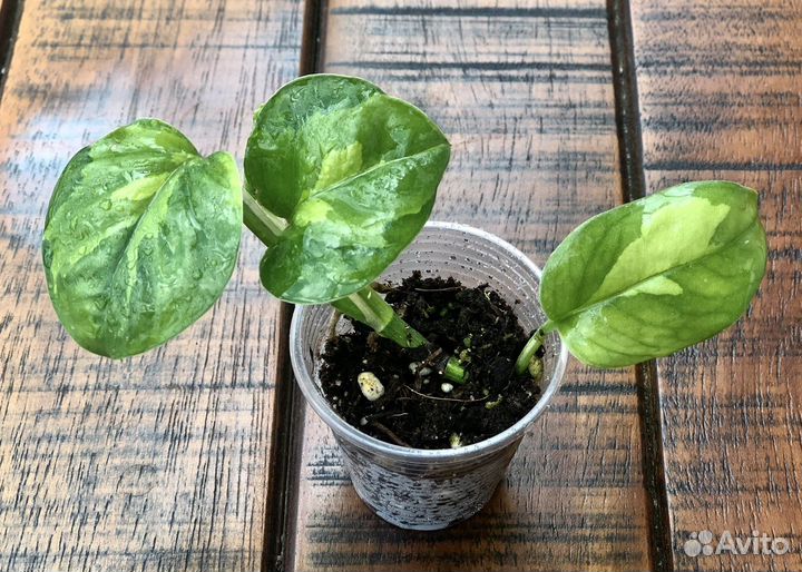 Сциндапсус Global green