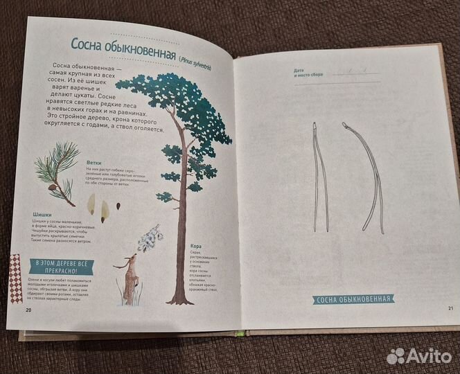 Мой лесной гербарий