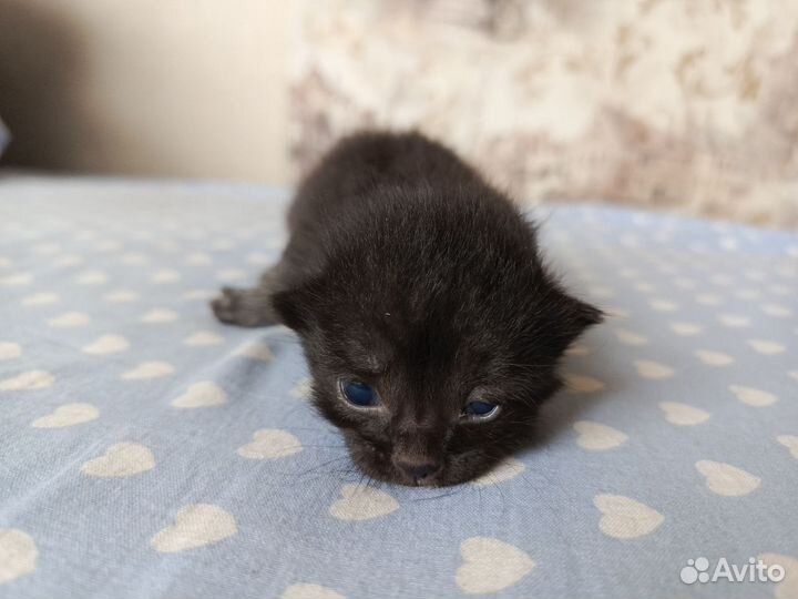 Котята в добрые руки бесплатно