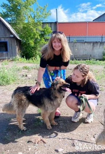 Классные собаки в Добрые руки