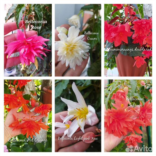 Бегонии ампельные, Шардоне, Беллеконии, Глуар