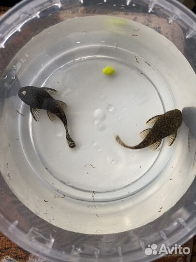 Сом анцитрус