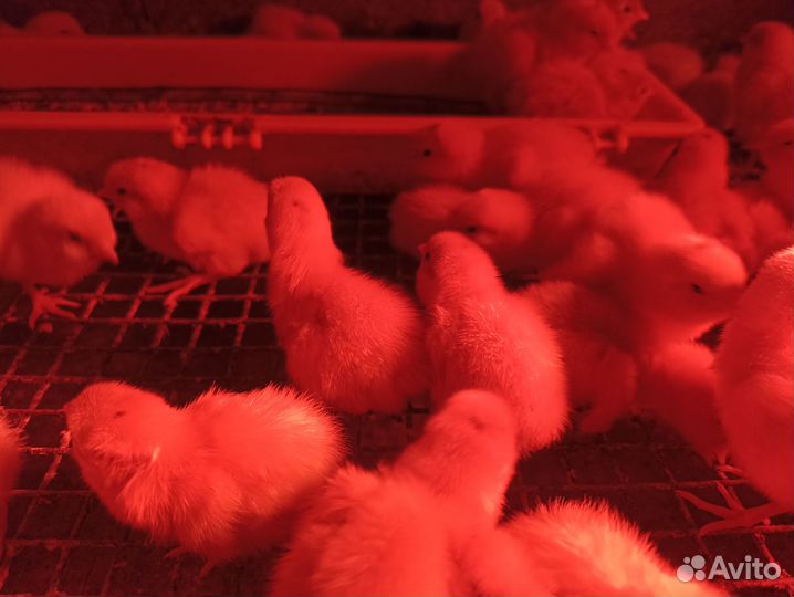 Яйца перепелиные домашние,перепела