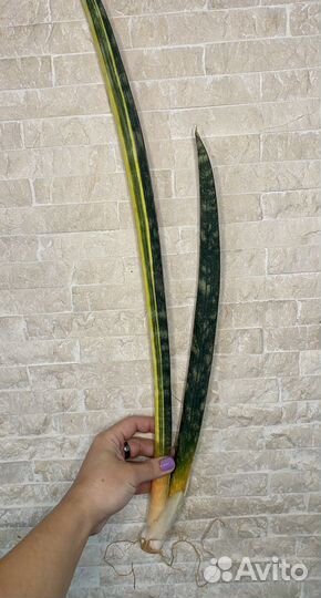 Сансевиерия hallii Baseball bat var