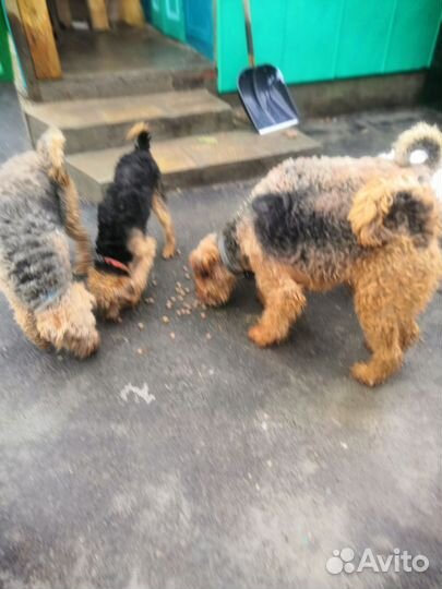 Эрдельтерьер