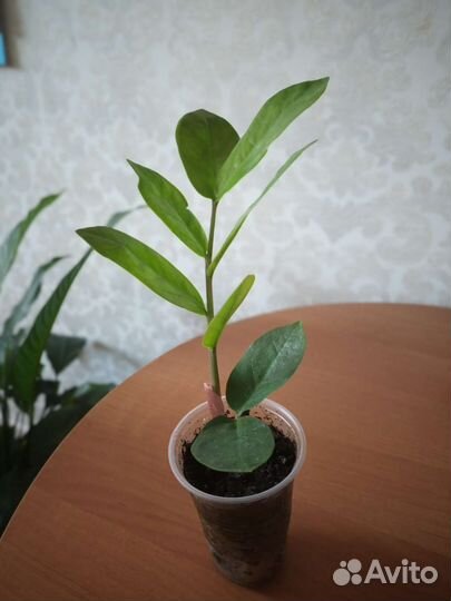 Замиокулькас