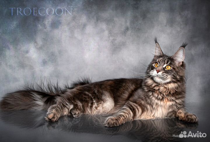 Кот Мейн-Кун