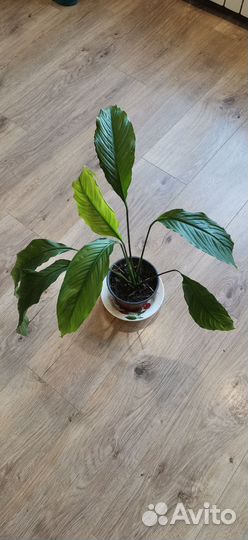 Спатифиллум