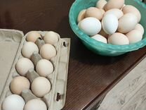 Яйца курин�ные домашние