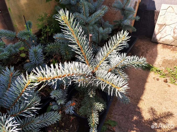 Ель голубая Блю Даймонд