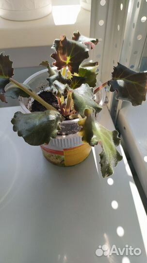 Комнатные цветы