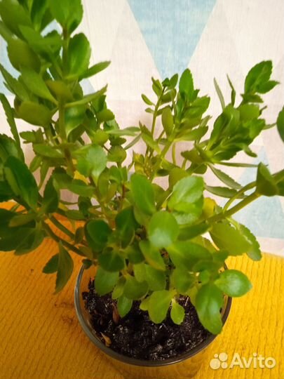 Каланхоэ цветущий