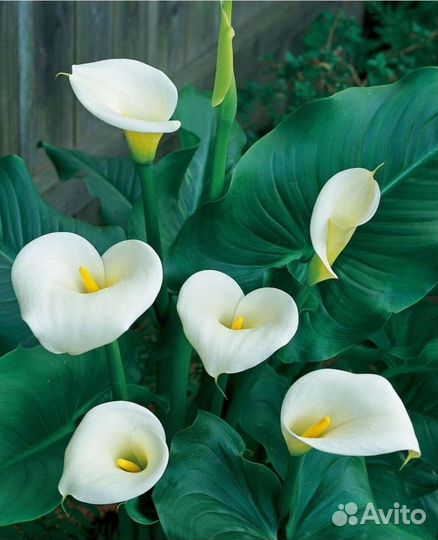 Луковицы каллы