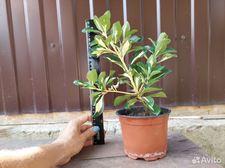 Бересклет japan Ауреус