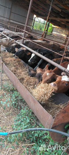 Бычки на откорм 28 голов