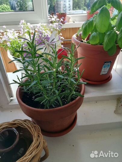 Розмарин. От опытного растениевода.Израиль, Крым