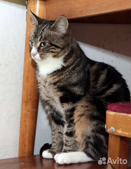 Кот Сеня 8.5 мес