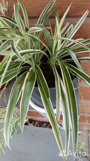 Цветы (комнатные)