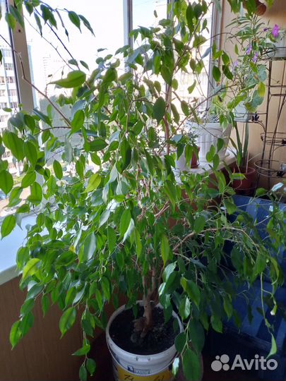 Фикус бенджамина