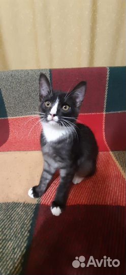 Котята отдам в добрые руки бесплатно