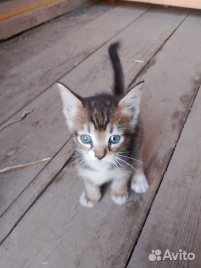 Котята в добрые руки бесплатно полу породистые