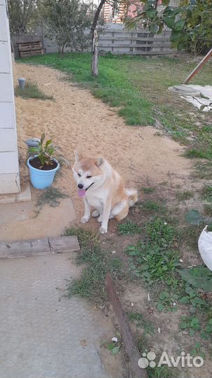 Акита ину вязка