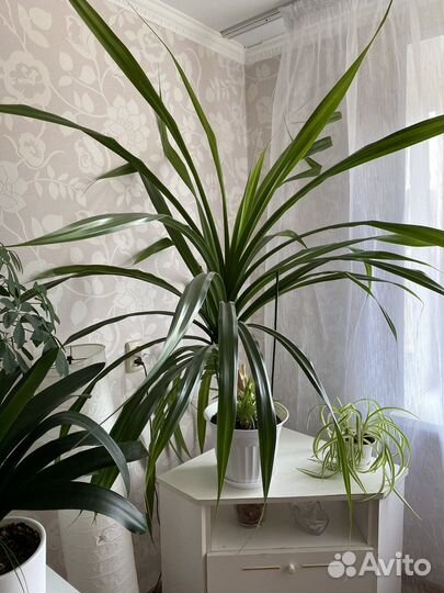 Комнатные цветы панданус