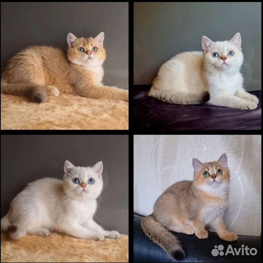 Золотые шиншиллы