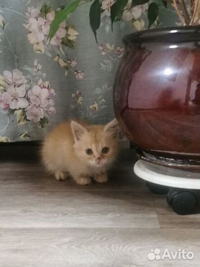 Турецкая ангора