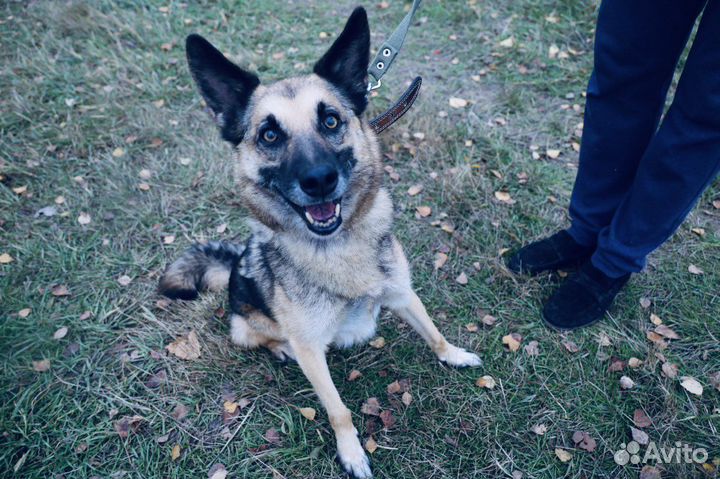 Собака всю жизнь за решеткой