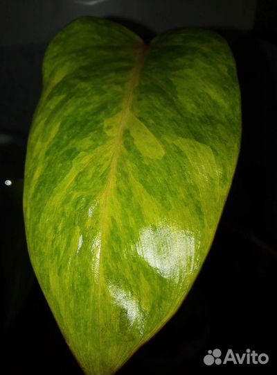 Филодедроны 5 сортов