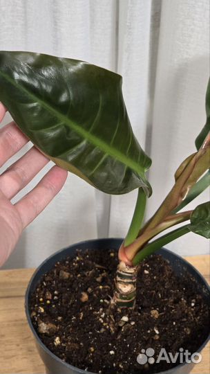 Филодендрон imperial империал ред