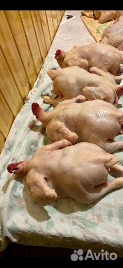 Мясо домашнего бройлера