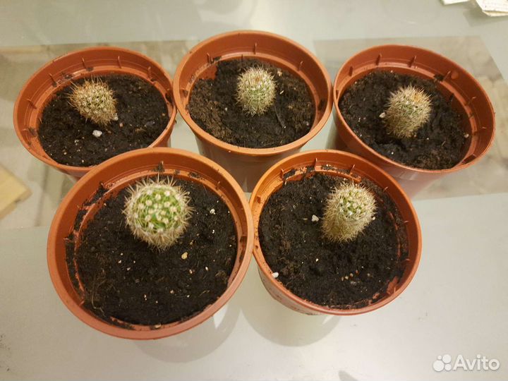 Кактусы и суккуленты